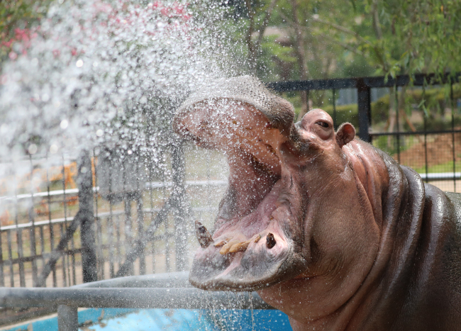 A hippopotamus is showered with water to keep it cool at a zoo in Gwangju, Thursday. (Yonhap)