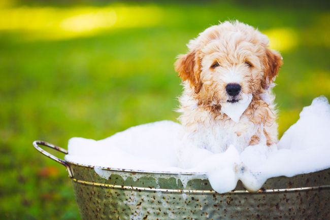 A dog taking a bath (123RF)