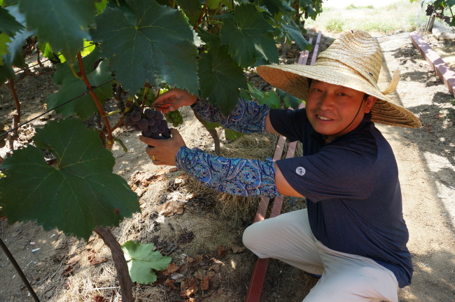 Park Jin-hwan, owner of We Winery, picks grapes at his vineyard in Yeongcheon, North Gyeongsang Province. (Lee Woo-young/The Korea Herald)