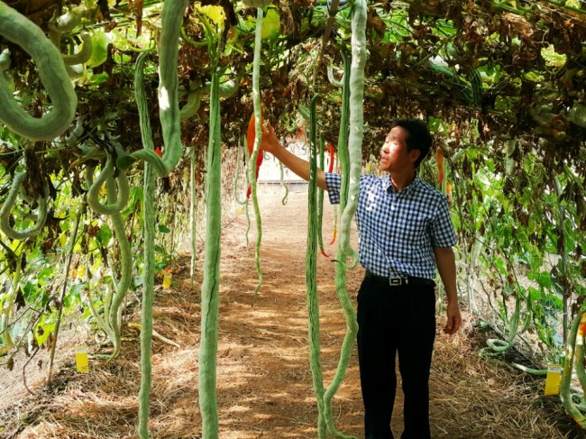 An official from the Research Institute of Climate Change and Agriculture on Jejudo explains the characteristics of the snake cucumber to reporters last Friday. (Sohn Ji-young/The Korea Herald)