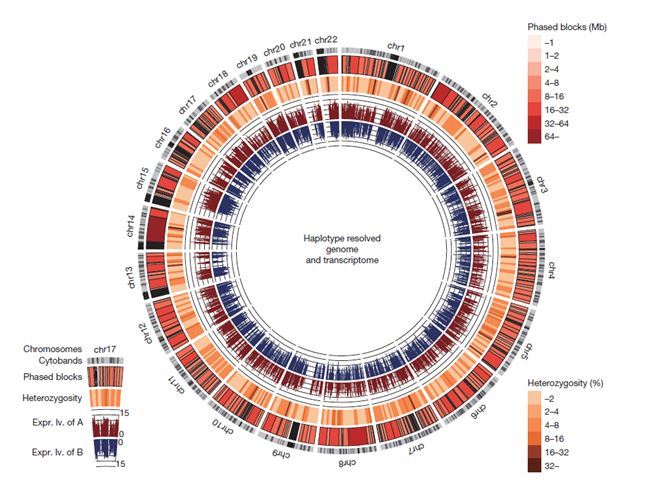 A graphic of a human genome based on a Korean individual, published in “Nature” on Thursday (Macrogen)