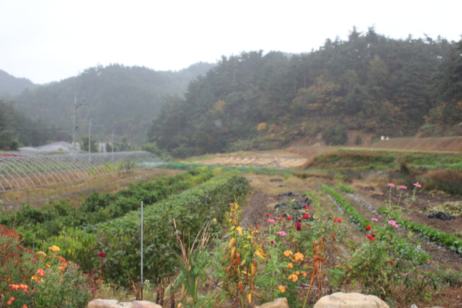 Yeom also grows vegetable at his farm in Myeongji-ri, Gangwon Province. (Yoon Min-shik/The Korea Herald)