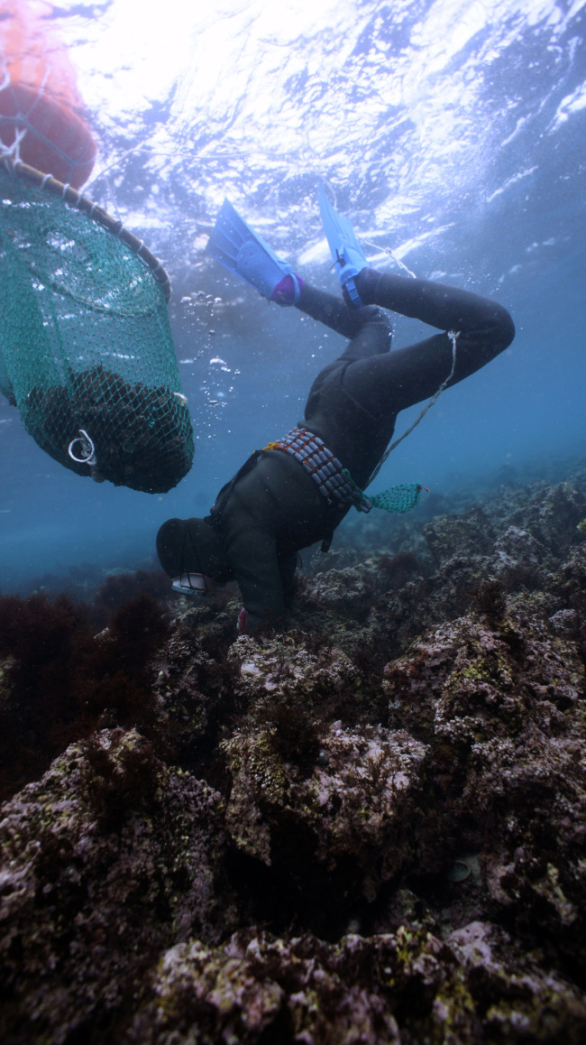 A female diver harvests marine products from the ocean. (Haenyeo Museum)