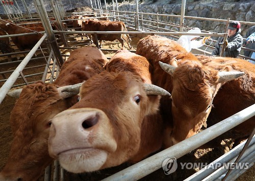 Cows are being vaccinated at a farm in Andong, about 270 kilometers southeast of Seoul, on Feb. 9, 2017. (Yonhap)