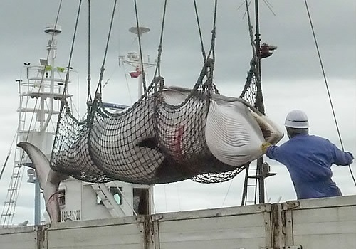 A minke whale after it has been caught (Yonhap)