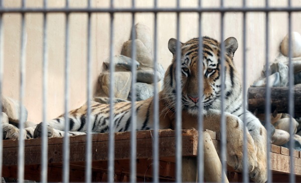 A Siberian tiger residing at Seoul Zoo in Gwacheon Province stares out from a cage. (Yonhap)