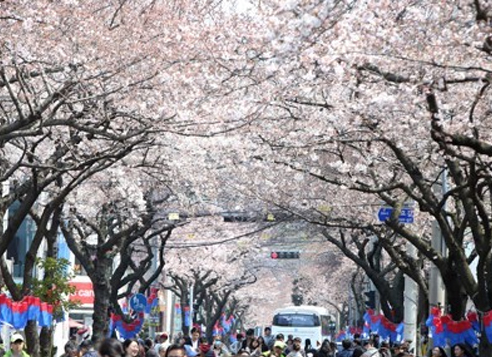 A number of tourists fill a cherry blossom street on Jeju Island on April 2, 2017. (Yonhap)