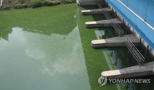 Algae blooms on Geumgang River. Yonhap