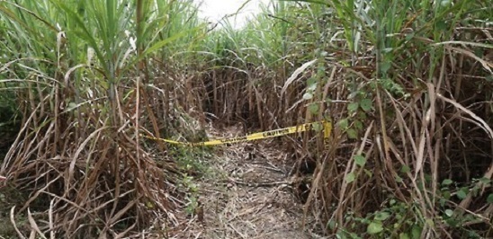 This photo provided by the National Police Agency on Nov. 18, 2016, shows a sugar cane field in Bacolor, the Philippines, where three South Koreans were found shot to death on Oct. 11. (Yonhap)