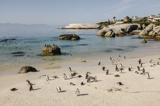 Hundreds of African penguins inhabit Cape Town’s Boulders Beach. (Sohn Ji-young/ The Korea Herald)