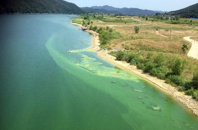 Green algae blooms are spotted near the Hancheon-Changnyeong Dam in the country's southeastern county of Changnyeong on June 9, 2017. (Yonhap)