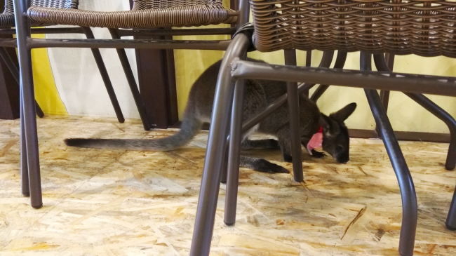 A wallaby roams among cafe tables and chairs. (Chantelle Yeung/ The Korea Herald)