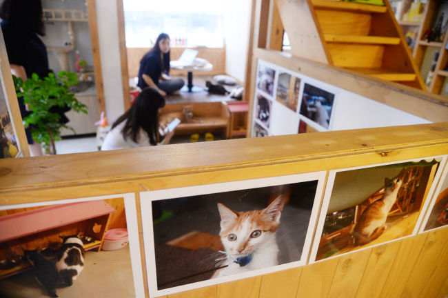 Earth Cat Cafe, located near Ewha Womans University in Seoul, houses 33 rescued cats and provides visitors with a chance to adopt a feline companion. (Park Hyun-koo / The Korea Herald)