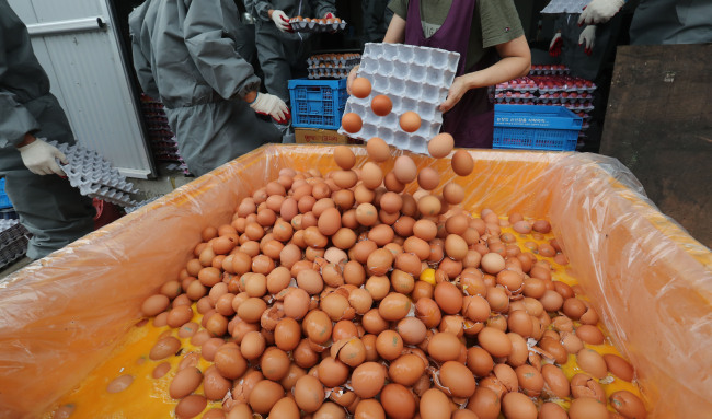 Contaminated eggs are thrown out from a farm in Gyeonggi Province Wednesday. (Yonhap)