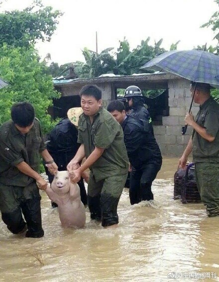 중국 광시자치구에서 구조된 '스마일 돼지' (사진=웨이보닷컴)