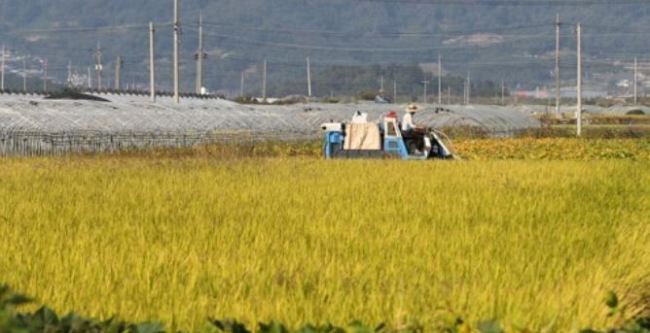 Farmers harvest rice in a paddy in South Gyeongsang Province on Oct. 10, 2017. (Yonhap)