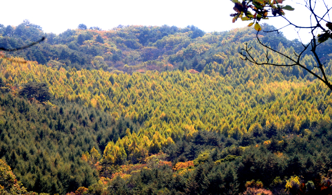 Wondaeri Birch Forest in Inje County, Gangwon Province (Park Hyun-koo, The Korea Herald)