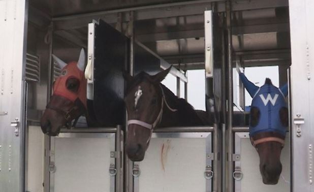 This photo provided by the Korea Racing Authority (KRA) on Aug. 21, 2016, shows thoroughbred racing horses in a container. (Yonhap)