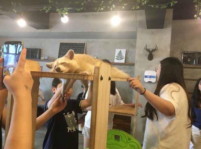A racoon at a wild animal cafe in Seoul appears stressed from exposure to customers trying to pet and hug them. (Aware)