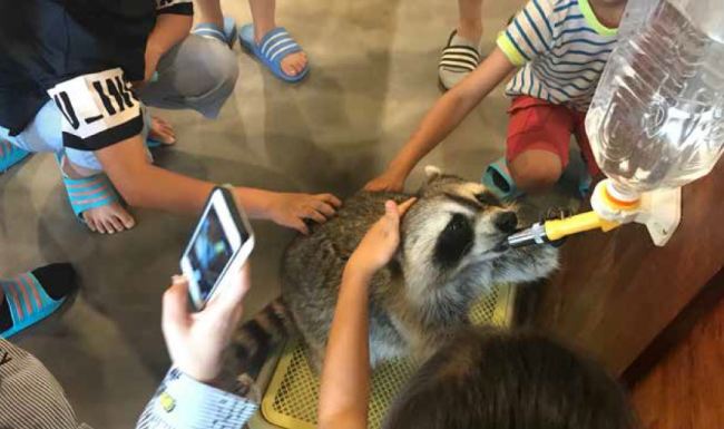 A racoon is surrounded by customers trying to pet and hug them at a wild animal cafe in Seoul. (Aware)