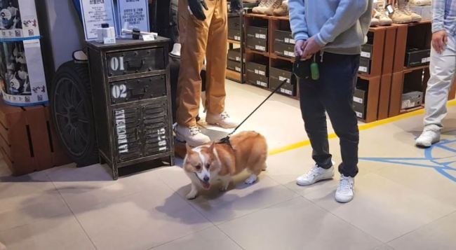 Shoppers and their dogs walk around Starfield Hanam. (Kim Bo-gyung/The Korea Herald)