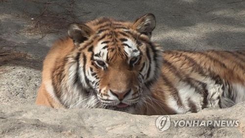 (연합뉴스TV 제공 자료사진)