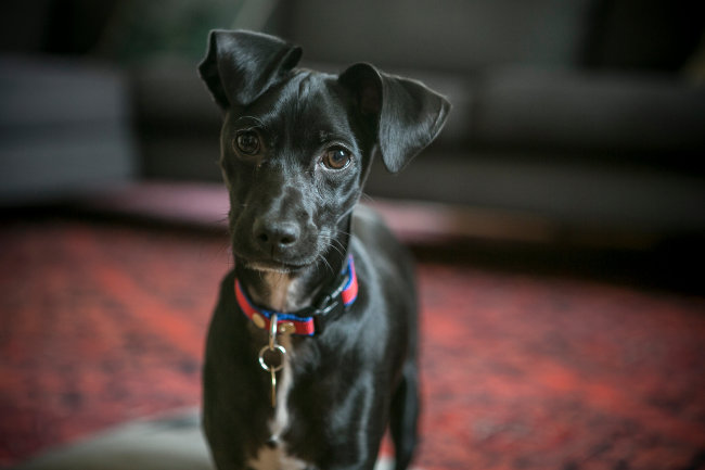 Caspian, a dog rescued by the Humane Society International in January, 2016, and adopted by British Ambassador Charles Hay's family (Humane Society International)