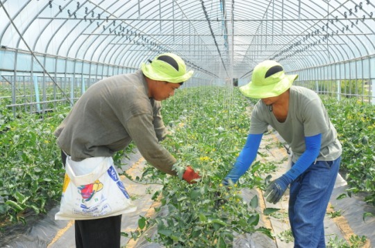 Migrant workers pick tomatoes at a farm. (Yonhap)