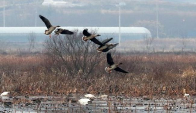 Birds fly over a reservoir in Naju, 355 kilometers south of Seoul, on Dec. 29, 2017. (Yonhap)