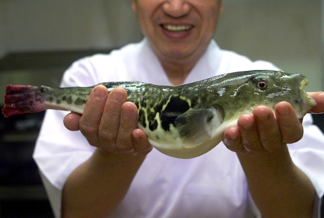 In this Nov. 16, 2000, photo, fugu, or a blowfish, is shown at a restaurant in Shimonoseki, southwest of Tokyo. A town in central Japan freaked out over the sale of assorted blowfish meat packages containing potentially deadly liver, but nobody had died. A regional health ministry office said Tuesday, Jan. 16, 2018, a supermarket in Gamagori City, Aichi Prefecture, sold five packages of assorted fugu meat containing liver, which is toxic and banned. (AP Photo)