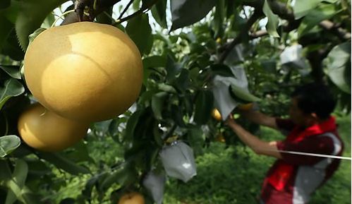 Korean pears are round and often bigger than apples (Yonhap)