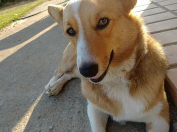 The 2-year-old Welsh corgi. Photo courtesy of dog owner. (Yonhap)