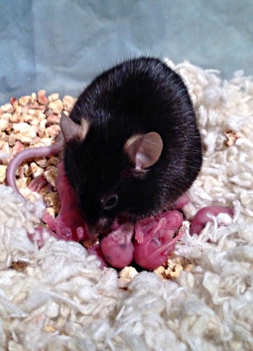 새끼를 돌보는 쥐의 모습 [Dulac Lab/Howard Hughes Medical Institute/Harvard 제공]