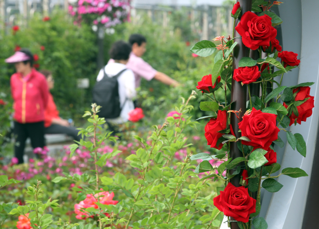 People stroll in the rose garden in Jungnang-gu, Seoul, where the Seoul Rose Festival is set to take place from May 18 through 20. (Yonhap)