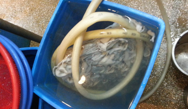 Seafood is being defrosted in a trash bucket filled with hose water. (Yonhap)