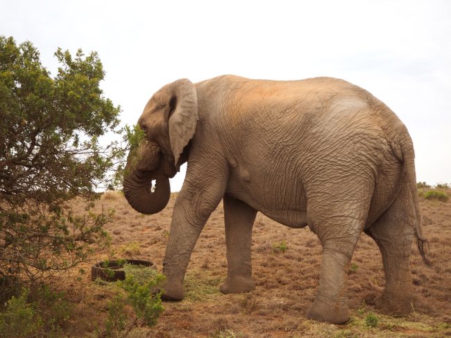 An elephant grazes at the Amakhala Game Reserve in Eastern Cape. (Joel Lee/The Korea Herald)
