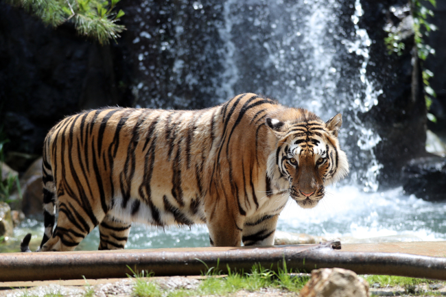 Animals cope with the hot weather at the Everland zoo in Yongin, Gyeonggi Province.