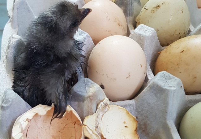 A chick (pictured) was hatched Tuesday, without a mother hen or brooder lamp, from a carton of eggs that had been placed in an outdoor balcony for a few days, thanks to the scorching heat, according to a resident in Gangneung, Gangwon Province. (Yonhap)