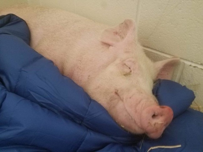 Champ enjoys a nap on a sleeping bag at the University of Tennessee College of Veterinary Medicine, where he is receiving treatment for a broken leg. (Ziggy’s Refuge Farm Instagram)