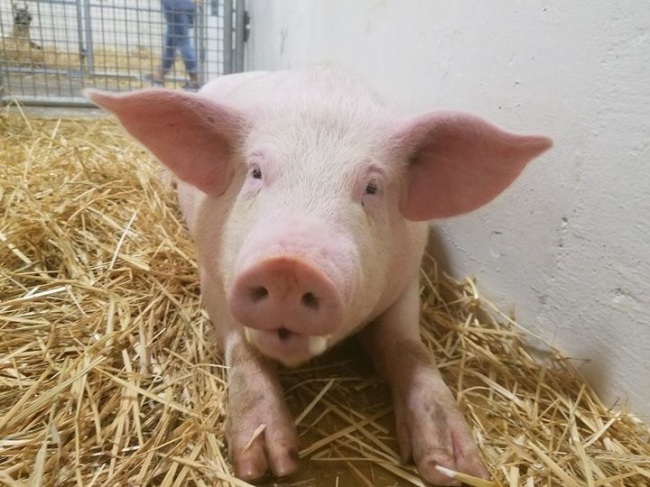 Flo Rida, or Flo for short, enjoying his new life at Ziggy’s Refuge Farm Sanctuary in North Carolina (Ziggy’s Refuge Farm Instagram)