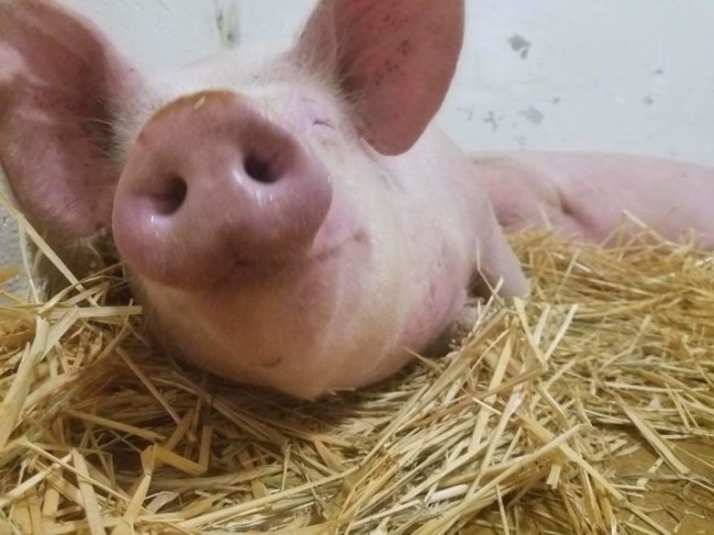 When rescuers first spotted Jax collapsed on some dry ground amid the floodwaters of hurricane-turned-tropical storm Florence, they feared he was dead. (Ziggys Refuge Farm Sanctuary Instagram)