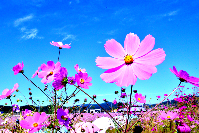 (Photographed by Park Hyun-koo/The Korea Herald)