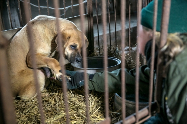 Rescue staff from Humane Society International tries to take a dog out from a cage (Humane Society International)