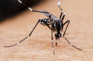 34 dengue fever patients in Seoul this year…”Reason to resume overseas travel”