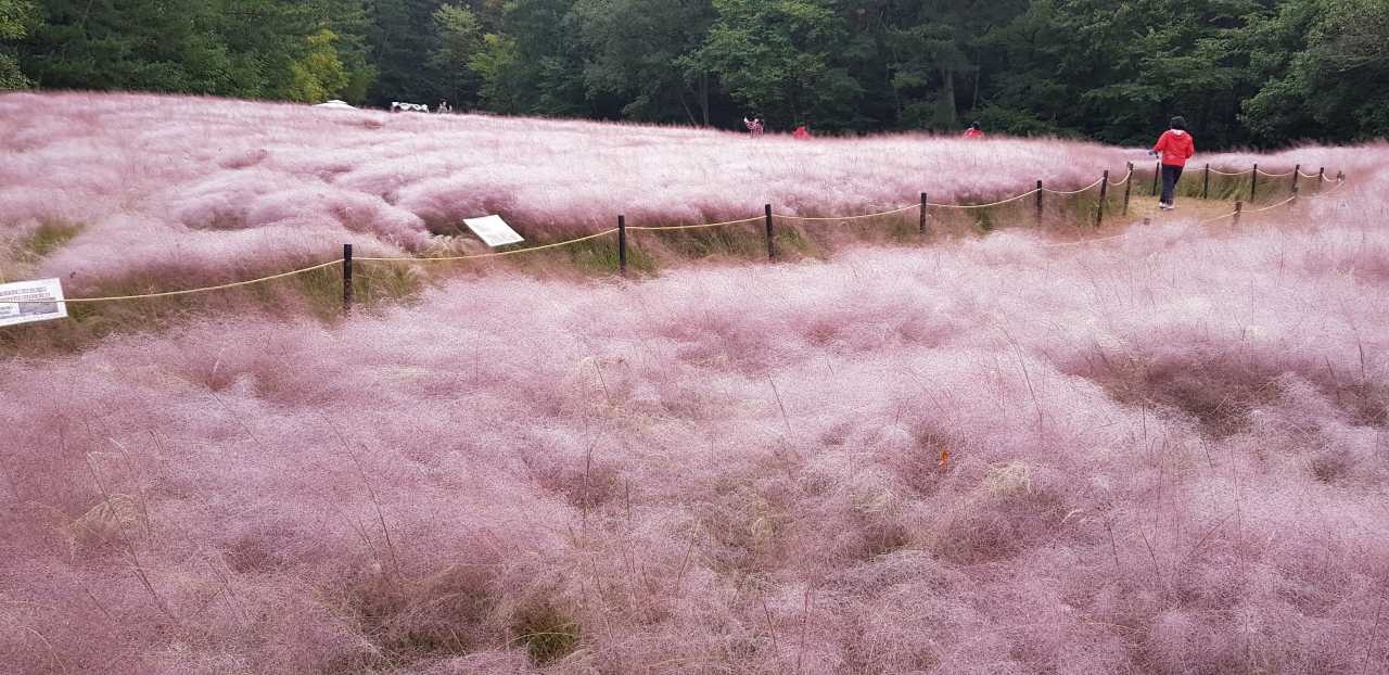 This file photo from last year shows a pink muhly field in the southern port city of Ulsan. (Yonhap)