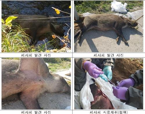 Photographs show wild boar carcasses found in Yeoncheon, Gyeonggi Province and Cheorwon, Gangwon Proince, near the border to North Korea. They are confirmed to be infected by African swine fever. (Yonhap)