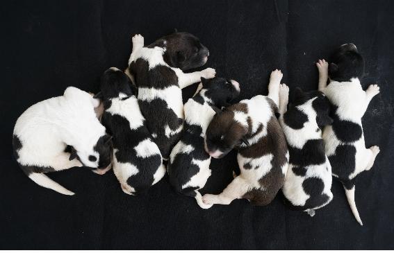 Seven puppies born from the cloned short-haired badugi Sapsaree (Chungnam National University Professor Kim Min-kyu)