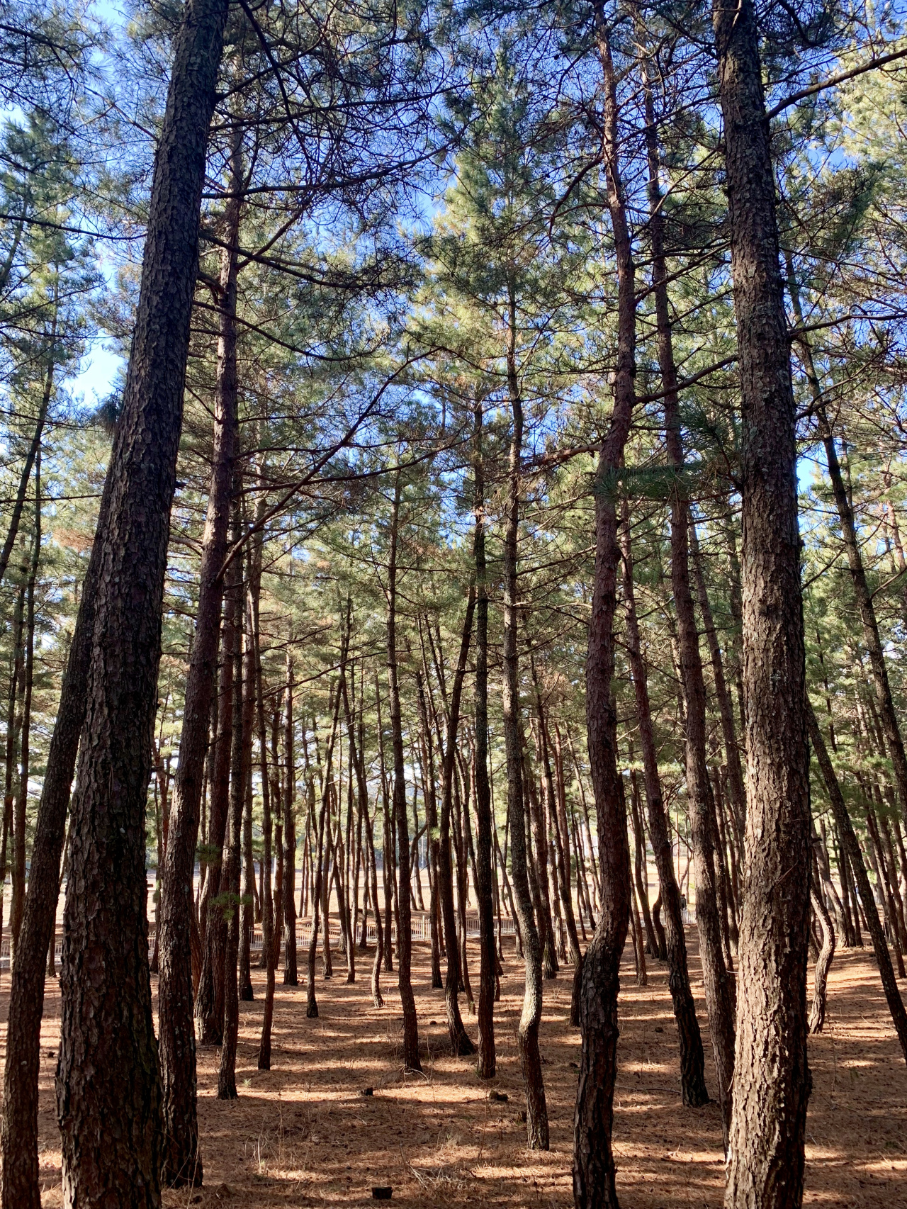 Wolsongjeong is surrounded by a pine forest. (Im Eun-byel/The Korea Herald)