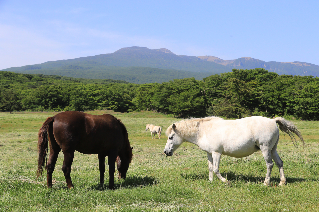 Kuda Jeju berjemur di bawah sinar matahari