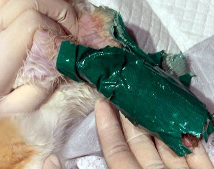 고양이 다리에 붙어 있던 청테이프를 제거하는 모습(독자 제공-연합뉴스)